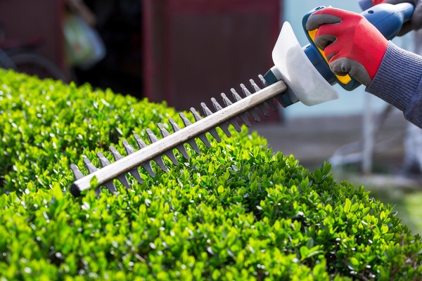 Tree and Shrub Trimming